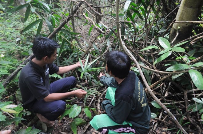 KTH Bukit Ijau Tanami Hutan Bukit Betabuh 30 Ha Lagi