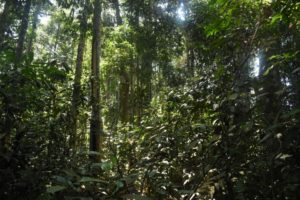 Tegakan hutan Bukit Betabuh