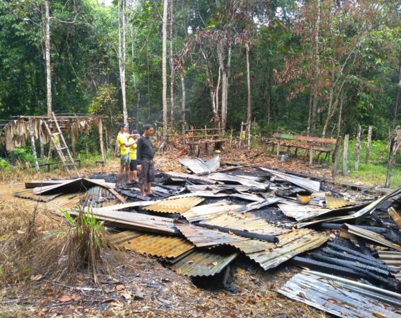 Grief of Sumatran Tiger, Illegal Logger Burnt the Community Forest’s Hut