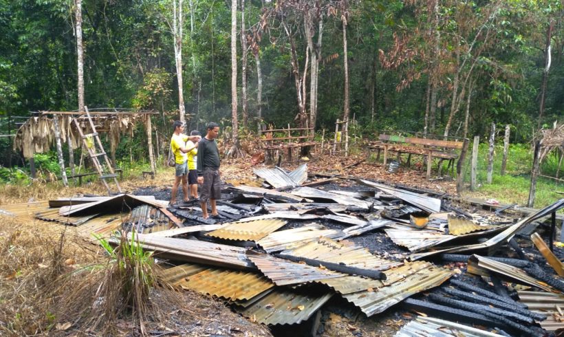 Grief of Sumatran Tiger, Illegal Logger Burnt the Community Forest’s Hut