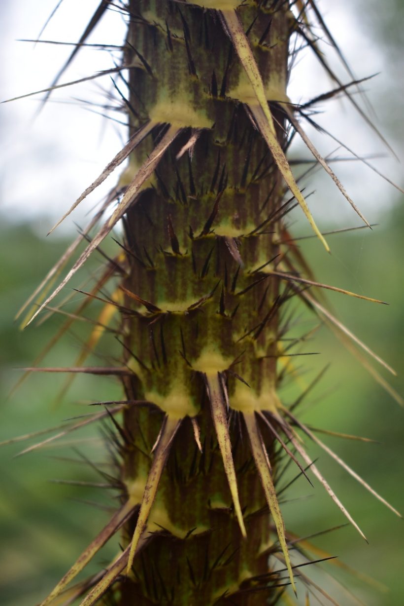 Rotan Jernang